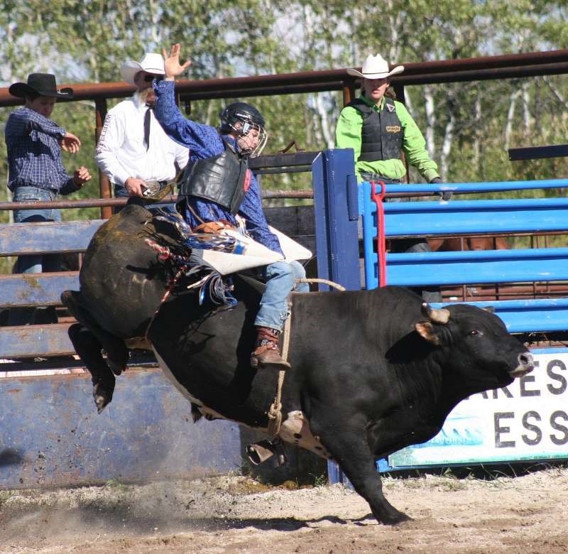 cowboy riding a bull